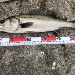 シーバス高活性!