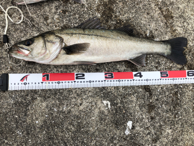 シーバス高活性!