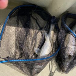 たかみ丸　鯛サビキ