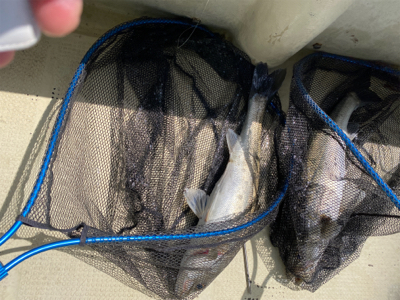 たかみ丸　鯛サビキ