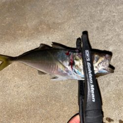 アジはポツポツ