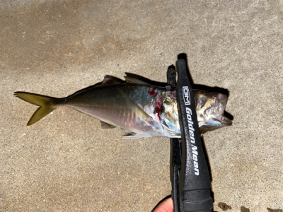 アジはポツポツ