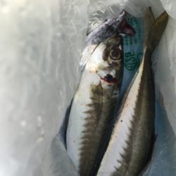 サビキで大きいアジと太刀魚