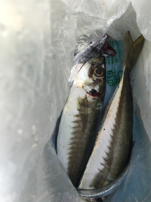 サビキで大きいアジと太刀魚