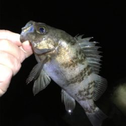 深夜のメバリング