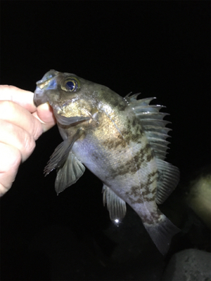 深夜のメバリング