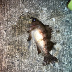 メバルプラッギング