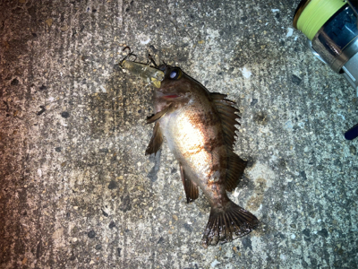 メバルプラッギング