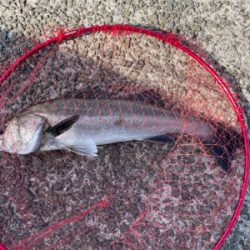 南港新波止のハネ スズキ好調！