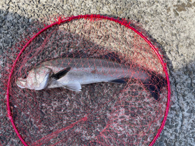 南港新波止のハネ スズキ好調！