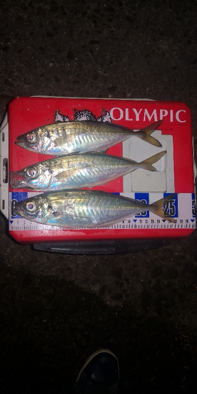 アジング練習 252 鱗付け 21カルディ…