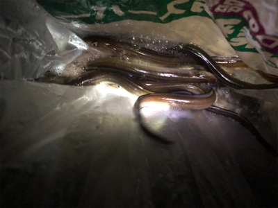 アナゴなどなど