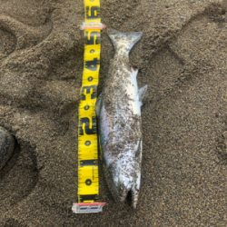 海サクラマス×2