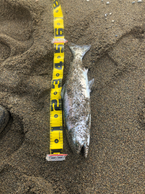 海サクラマス×2