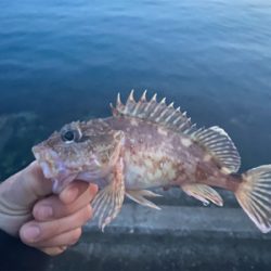 ヒラメ　アラカブ