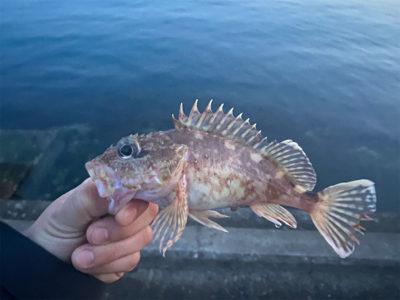 ヒラメ　アラカブ