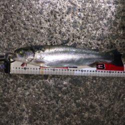 川魚でしょうか？