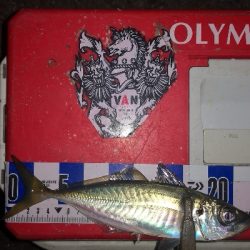 アジング練習 253