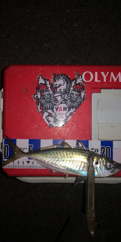 アジング練習 253