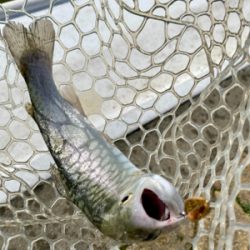 岸和田フィッシングパーク