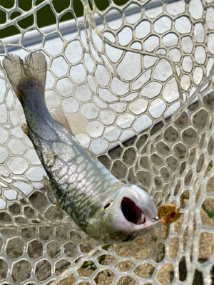 岸和田フィッシングパーク