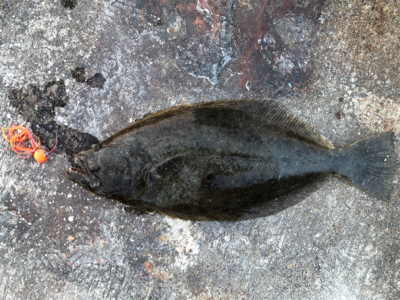 お久しぶりでございます