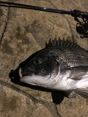 アジングでっ！