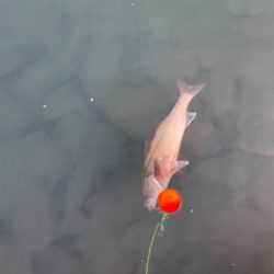 投げサビキとルアー