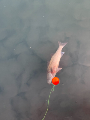 投げサビキとルアー