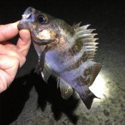 メバルなんとかゲット