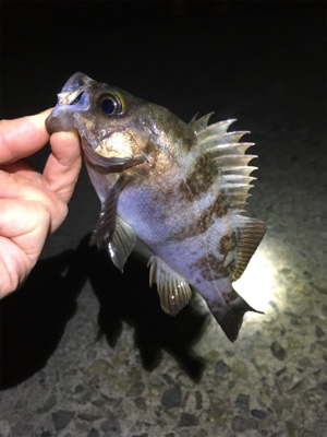 メバルなんとかゲット