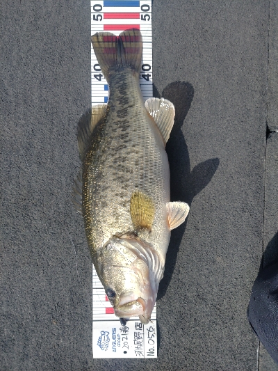 シャローパターン