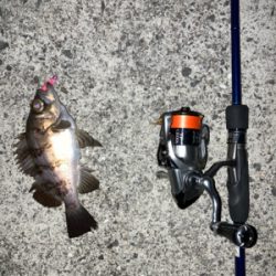 メバルプラッキングからの回遊魚狙い