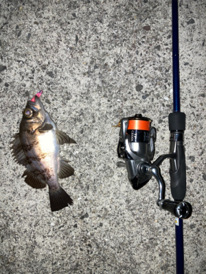 メバルプラッキングからの回遊魚狙い