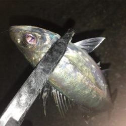 ポロポロアジング