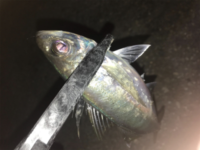 ポロポロアジング