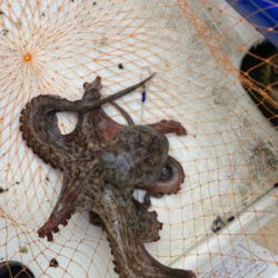 ボートワーミング