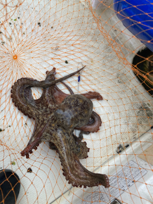 ボートワーミング