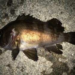 2021ライトゲーム第7戦