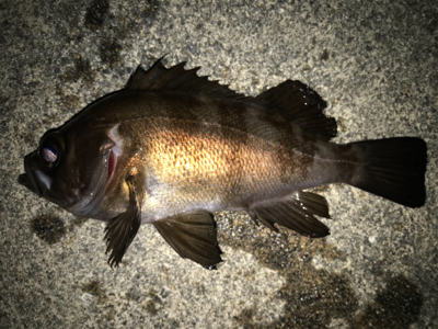 2021ライトゲーム第7戦