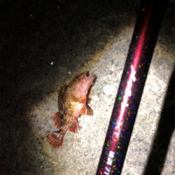 シブい時は安定の•••