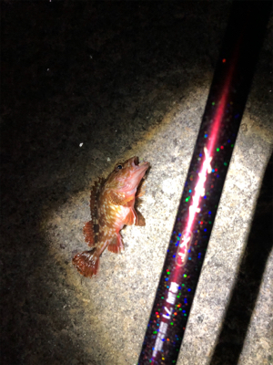 シブい時は安定の•••