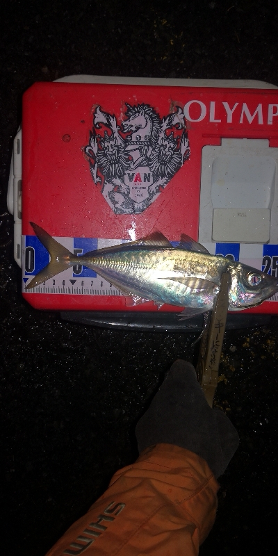 アジング練習 254