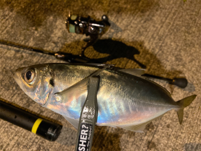 坊主は回避できたから良し!