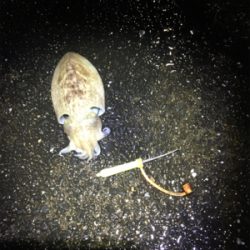 コウイカ 釣行