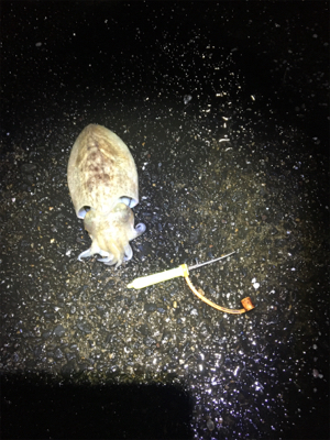 コウイカ 釣行