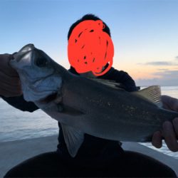 金谷フェリー港　泳がせヒラスズキ