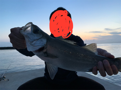 金谷フェリー港　泳がせヒラスズキ