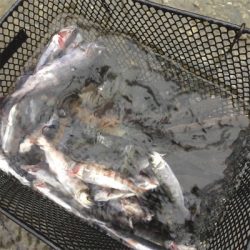 上北村アマゴ解禁