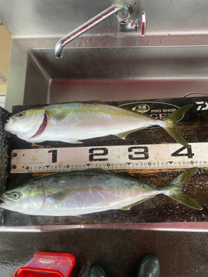 春の嵐で青物爆